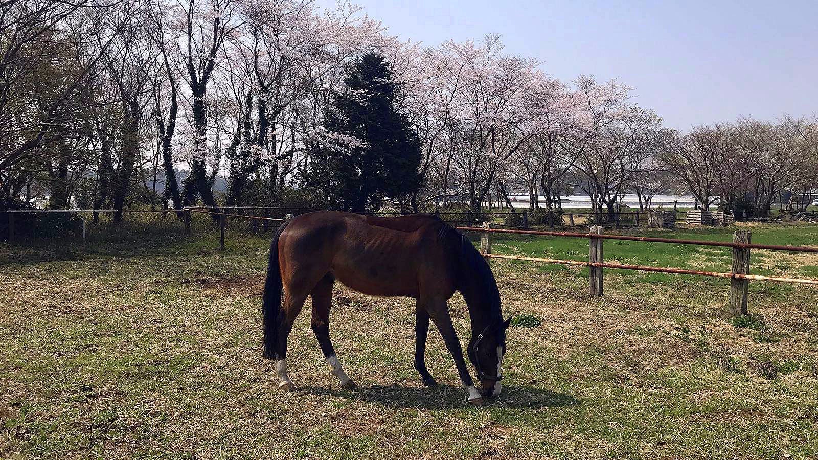 Stable Toki/陶器厩舎：千葉県富里市の「競技人馬養成」施設（関東）