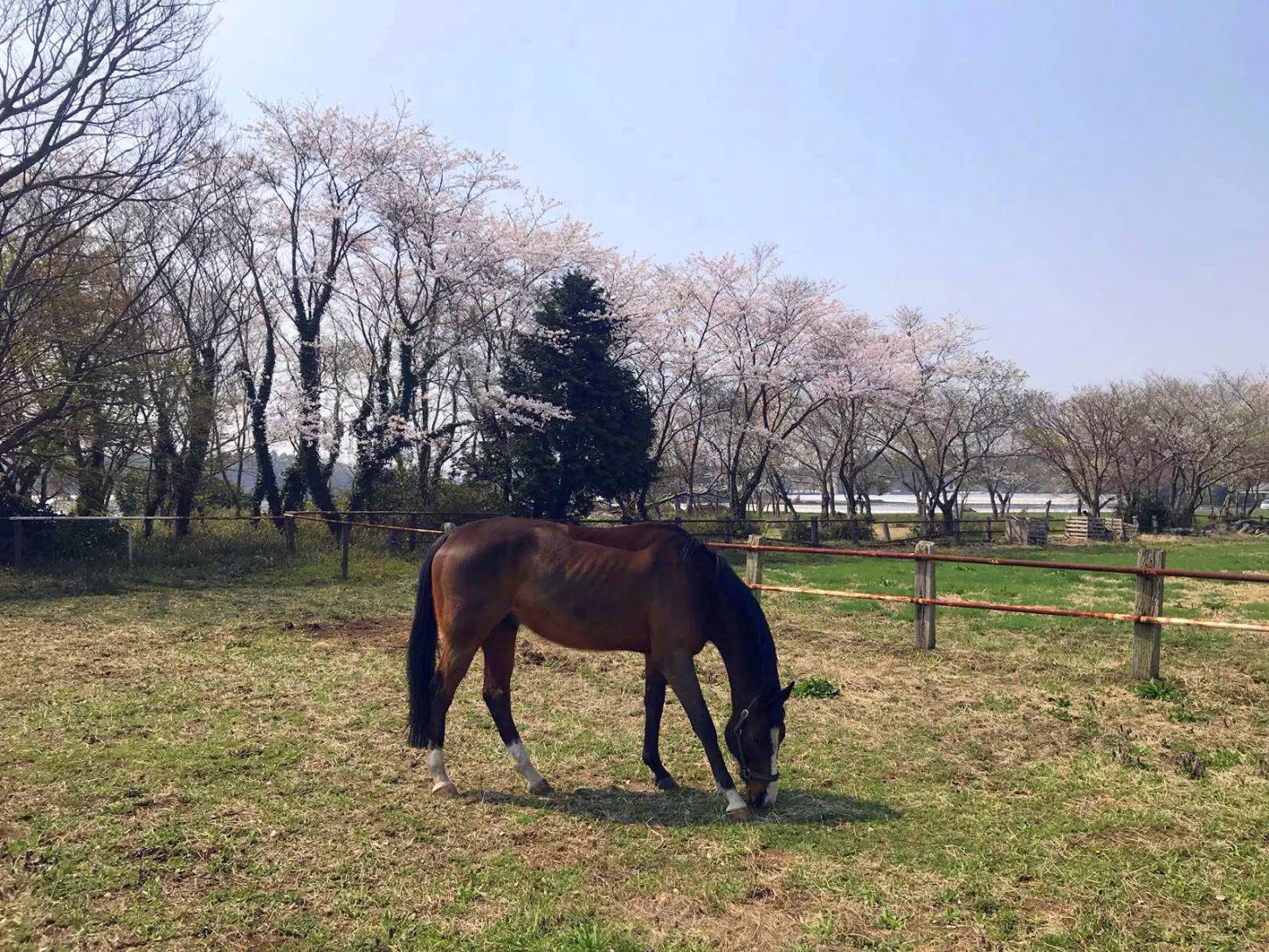 Stable Toki/陶器厩舎：千葉県富里市の「競技人馬養成」施設（関東）