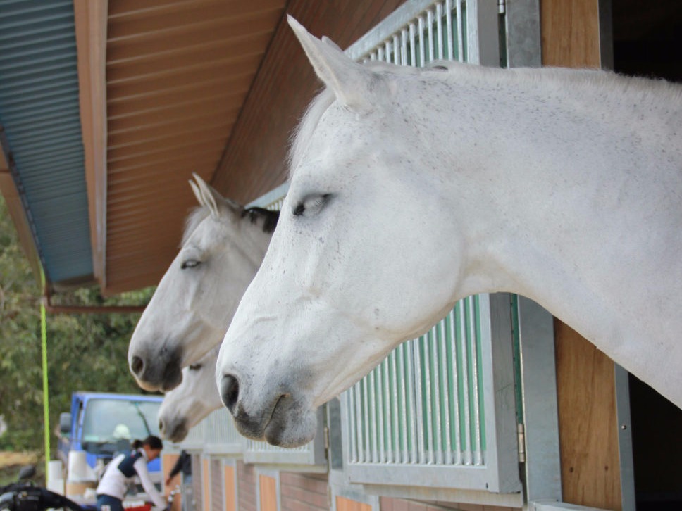 Stable Toki/陶器厩舎：千葉県富里市の「競技人馬養成」施設（関東）